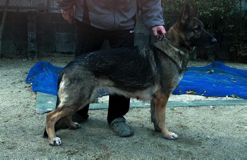 Elise vom Haus Schwarzenberg | German Shepherd Dog 