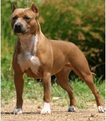 Cali Girl'S Gone Wild | American Pit Bull Terrier 