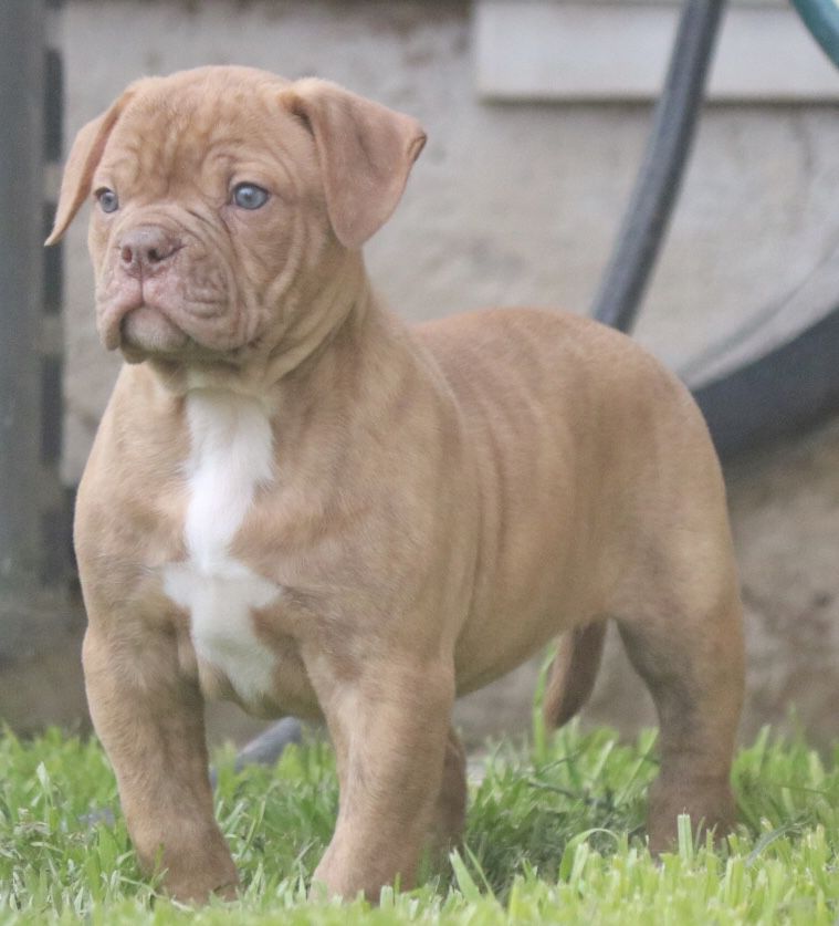 BullyBadass’s Red Velvet | American Bulldog 