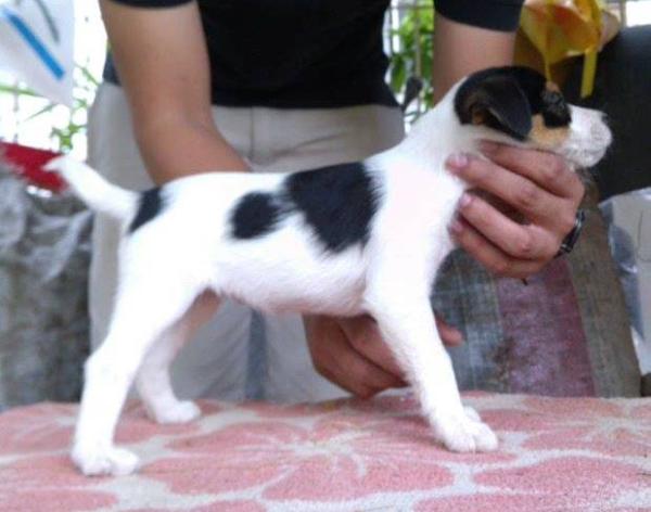 Rhigma Chili Moruga Scorpion | Jack Russell Terrier 