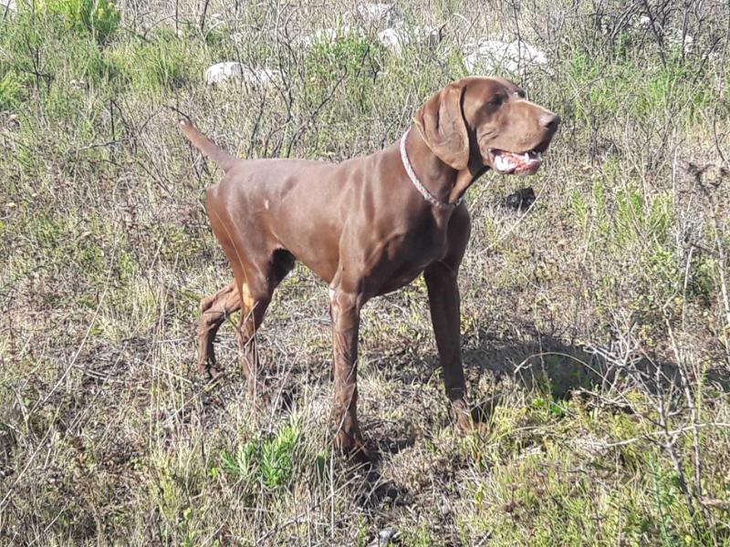 Pradellinensis Ben | German Shorthaired Pointer 