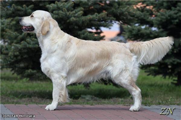 Kona Storm de Ria Vela | Golden Retriever 