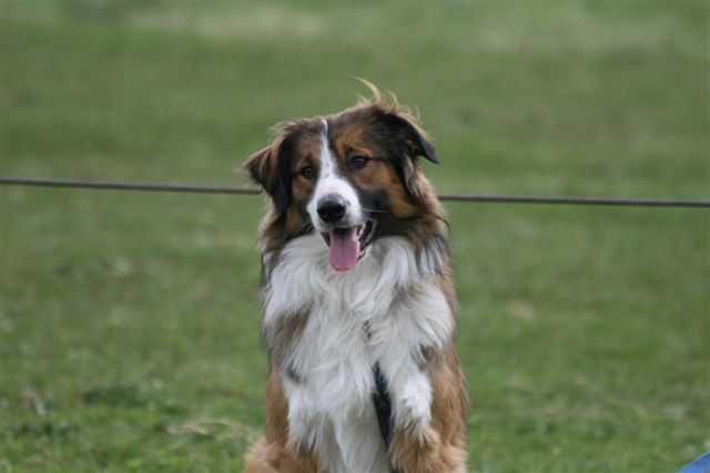 Jubilee Jewels Old King Cole | English Shepherd 