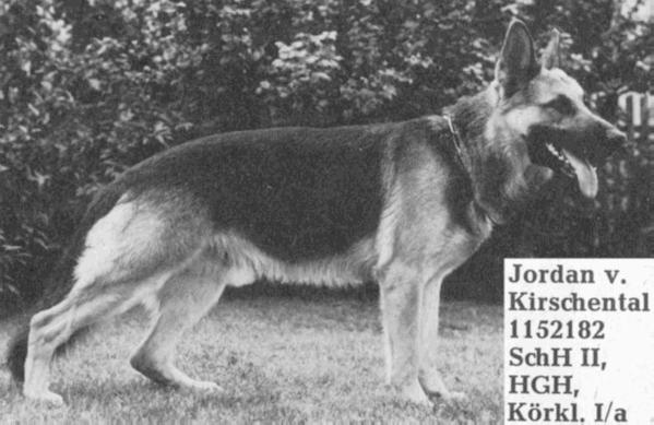 Jordan vom Kirschental | German Shepherd Dog 