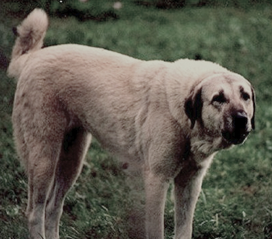 Conard's Tawny Kat | Anatolian Shepherd Dog 