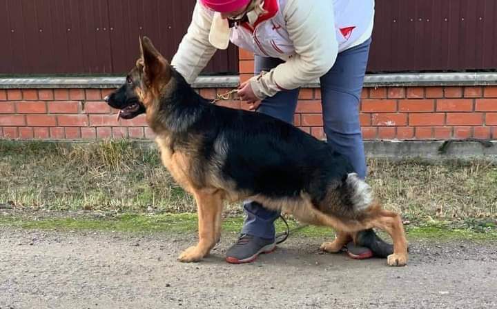 Puma Lihtenstein -Ost | German Shepherd Dog 