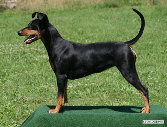 Dana vom Rittmeister | German Pinscher 