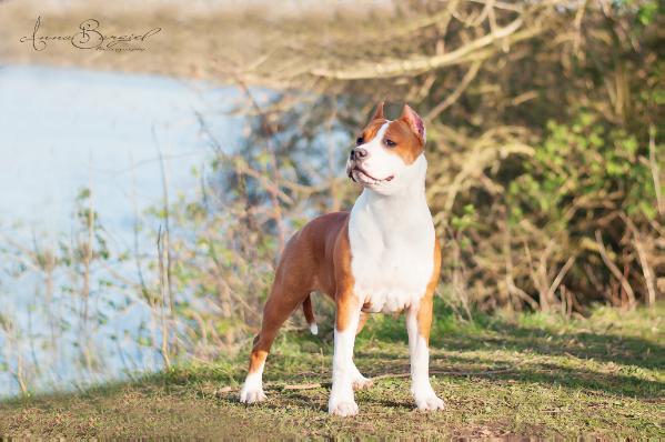ZULEJKA Sentinel | American Staffordshire Terrier 