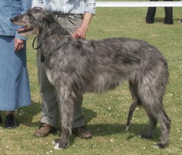 Pyefleet Rokesby | Scottish Deerhound 