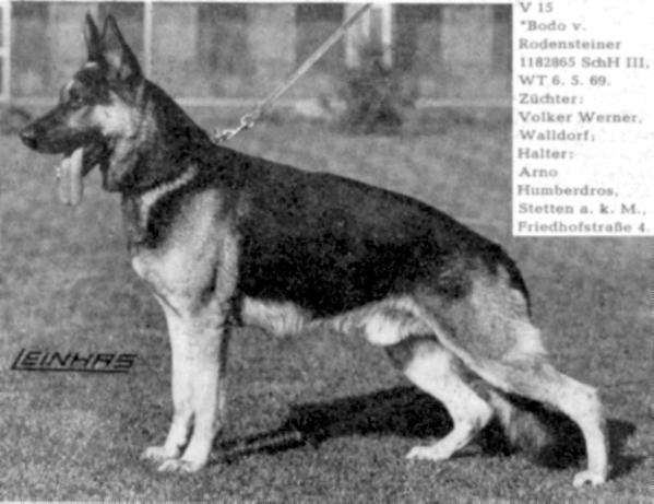 Bodo vom Rodensteiner | German Shepherd Dog 