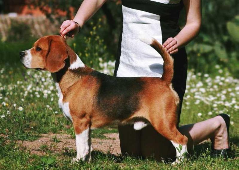 Altajara Rolling Stone | Beagle 