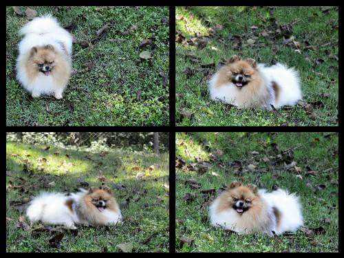 VALLEY GOLDEN POMS JACK | Pomeranian 