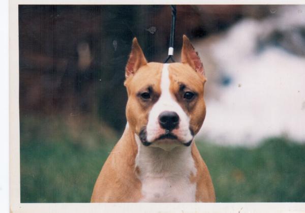 Golden Queen Gracija | American Staffordshire Terrier 