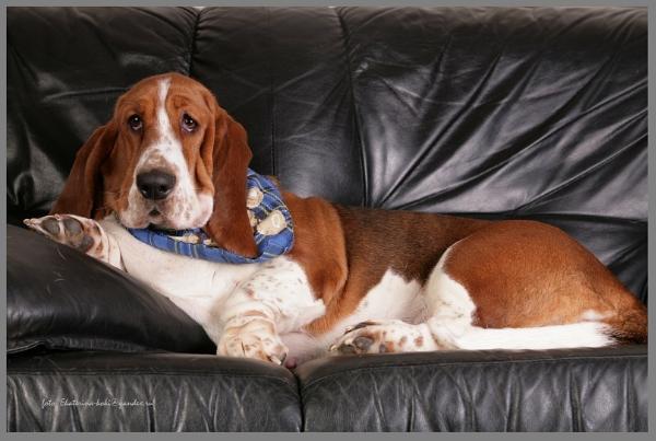 Zhentli Ledis Zhu | Basset Hound 