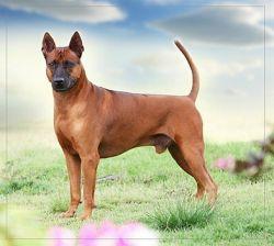 Osten Trd. Pong-Petch @ Siam Trb | Thai Ridgeback 