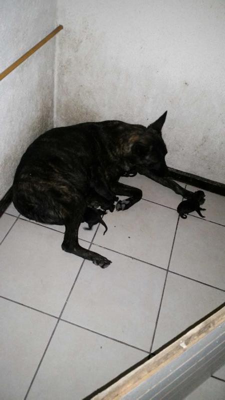 Coatl Kara (Vargas) Mex. | Dutch Shepherd 