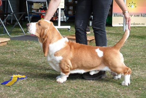 Nut-Brown Nick van Grunsven | Basset Hound 