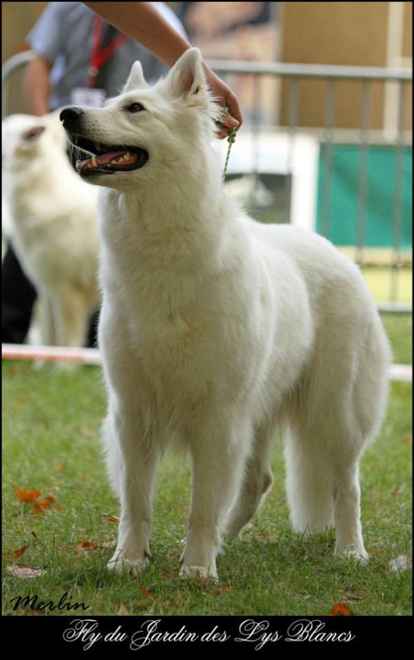 Fly du Jardin des Lys Blancs. | White Swiss Shepherd Dog 