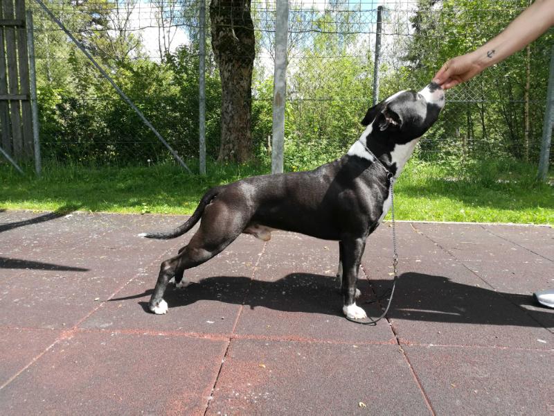 Black Rider Cosa Nostra Impero | American Staffordshire Terrier 