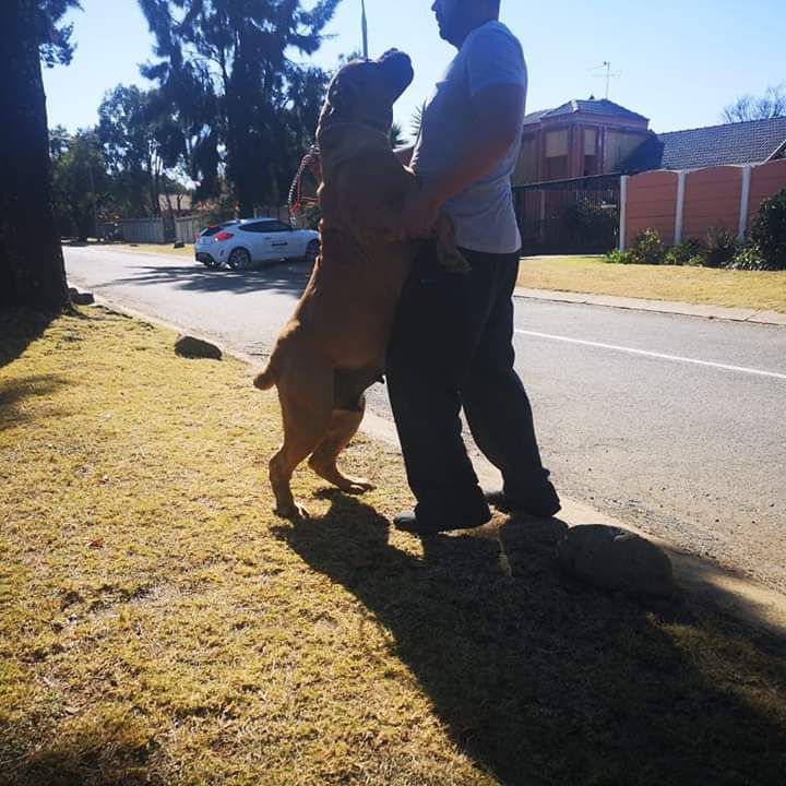 Elevation Echo | African Boerboel 