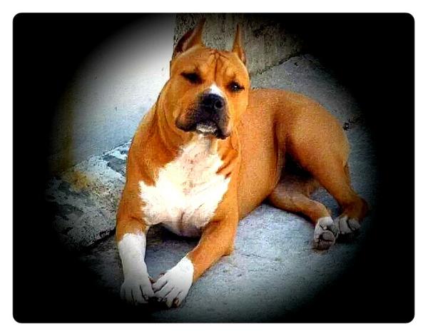 Strawberry Girl (Gerardo) Mex.Fci. | American Staffordshire Terrier 