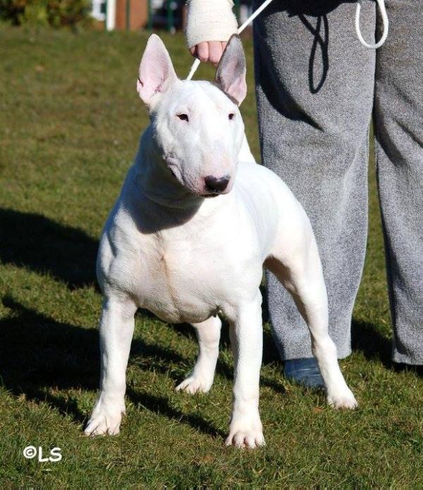 Warbonnet Illusion | Bull Terrier 