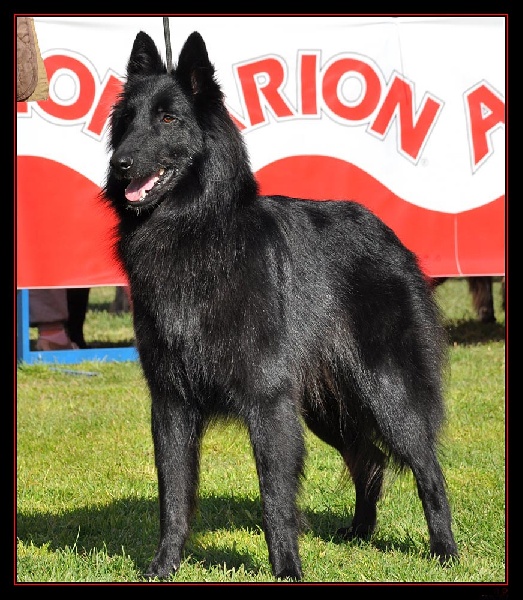 Lia de Belliamici | Belgian Groenendael 