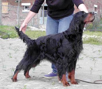 Amscot Jetsetter | Gordon Setter 