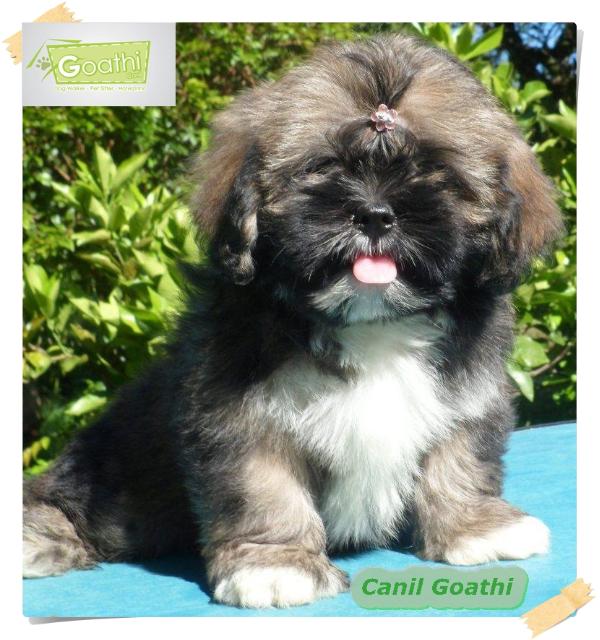 Janis Joplin Lhasa Mares de Mel | Lhasa Apso 