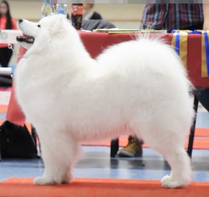 BROADWAY WINNIE The Glow Of The Snowy Star | Samoyed 