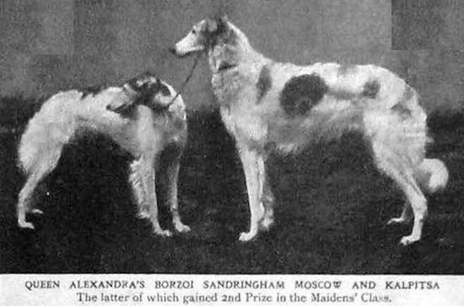 Moscow KCSB 007855 1878 [HRH the Prince of Whales's] | Borzoi 
