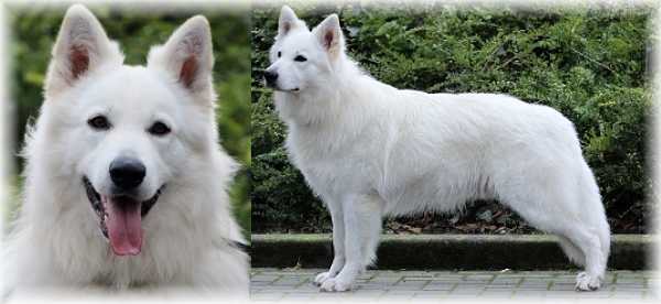 Kami z Blatenských luk | White Swiss Shepherd Dog 