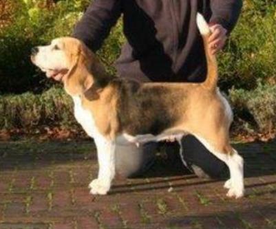 Starbuck Torbay Smoke In The Ring | Beagle 