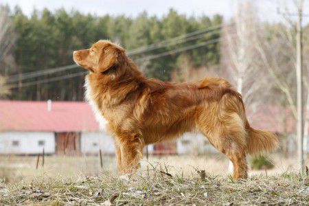 Kalmegess Canadian Ranger | Nova Scotia Duck Tolling Retriever 