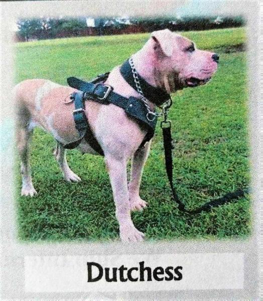 Sherer True Bulldog's Dutchess (OSB) | Alapaha Blue Blood Bulldog 