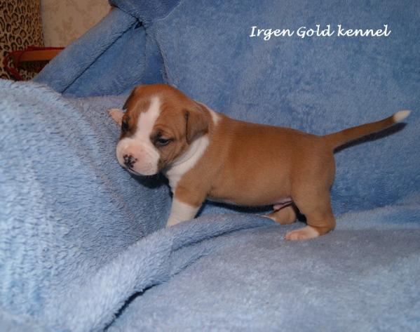 Irgen Gold Basil | American Staffordshire Terrier 