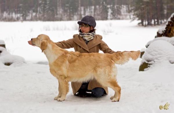 Meiepere Mahogany | Golden Retriever 