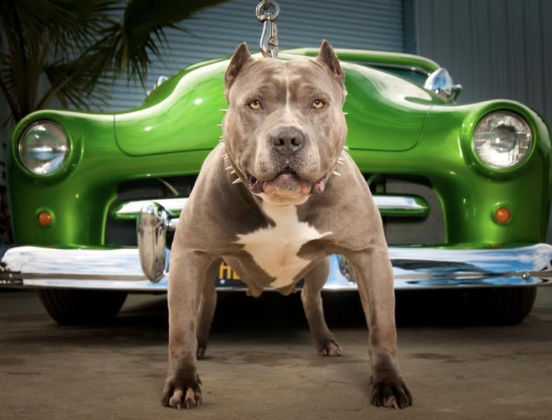 TRIPLE CROSS PSYCHO | American Pit Bull Terrier 