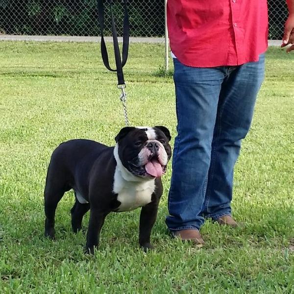 bellrivers guinness | Olde English Bulldogge 