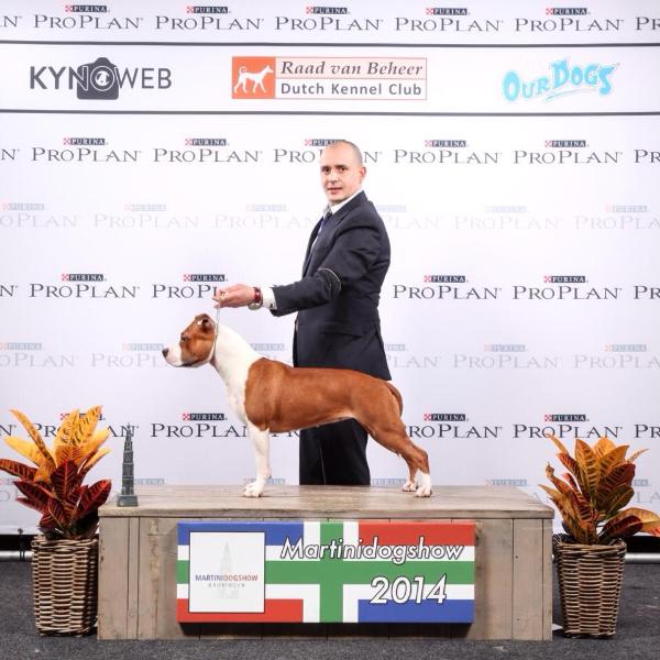 Jamaica from Pandora's Box | American Staffordshire Terrier 