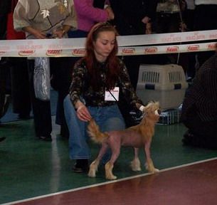 Zholesk Ibica | Chinese Crested 