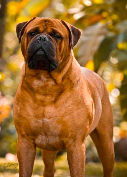 NYX THICKBURGER OF HILLSBOROUGH | Bullmastiff 