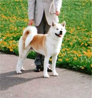 Waraibanashi Go No Shatsuko | Akita 