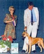 Fraja EC Winning Twist | American Staffordshire Terrier 
