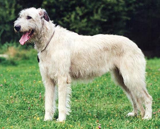 Boiga Elvi | Irish Wolfhound 