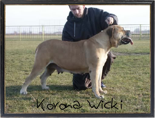 Korona wicki | Bullmastiff 