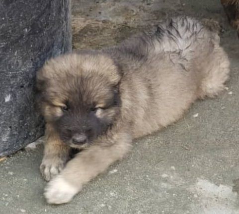 Perry Sparta | Caucasian Mountain Dog 