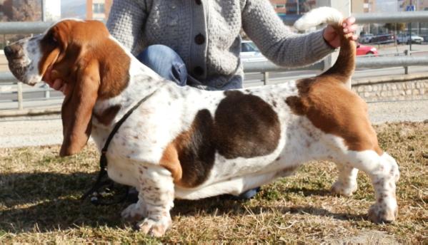 Apu de la Vega del Genil | Basset Hound 