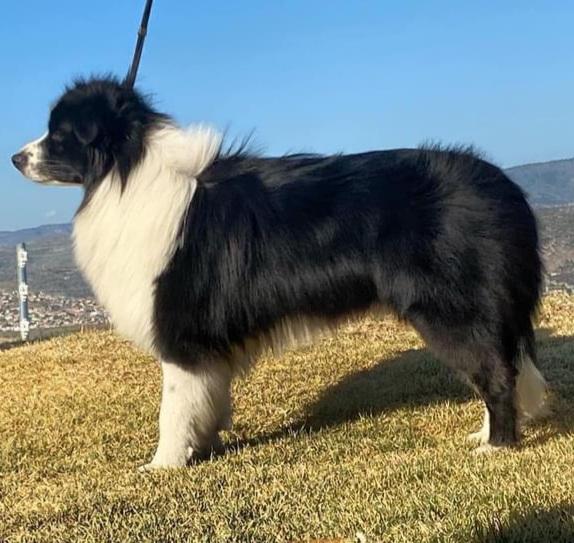 Thiago (Morales) | Border Collie 