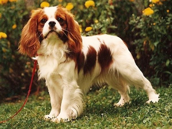 Gavyn Des marliviers | Cavalier King Charles Spaniel 